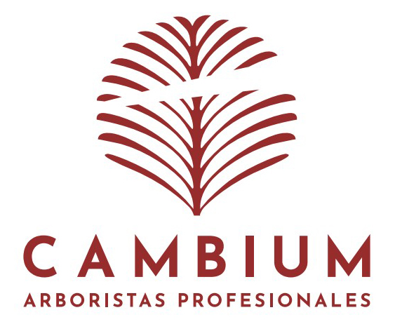 Podas Cambium