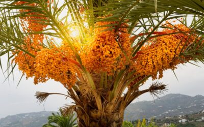 ¿Se Puede Salvar una Palmera con Picudo Rojo?