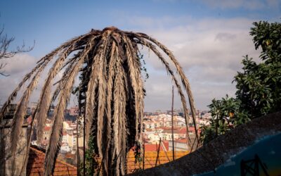 Qué Hacer con una Palmera Seca por el Picudo Rojo