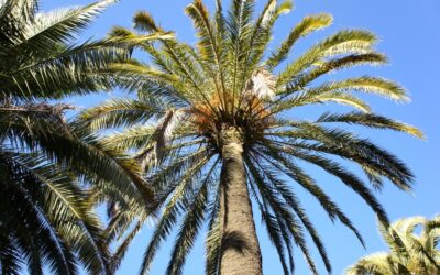 Tratamiento Picudo Palmera: Mantenimiento y Asesoramiento Profesional en Árboles y Palmeras